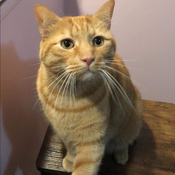 Meet your Posher, Sydne - Picture 2 of 6